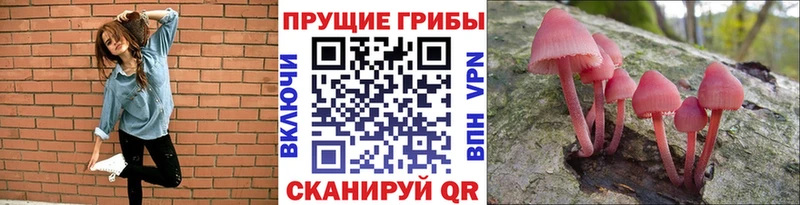 сколько стоит Чернушка Псилоцибиновые грибы Cubensis